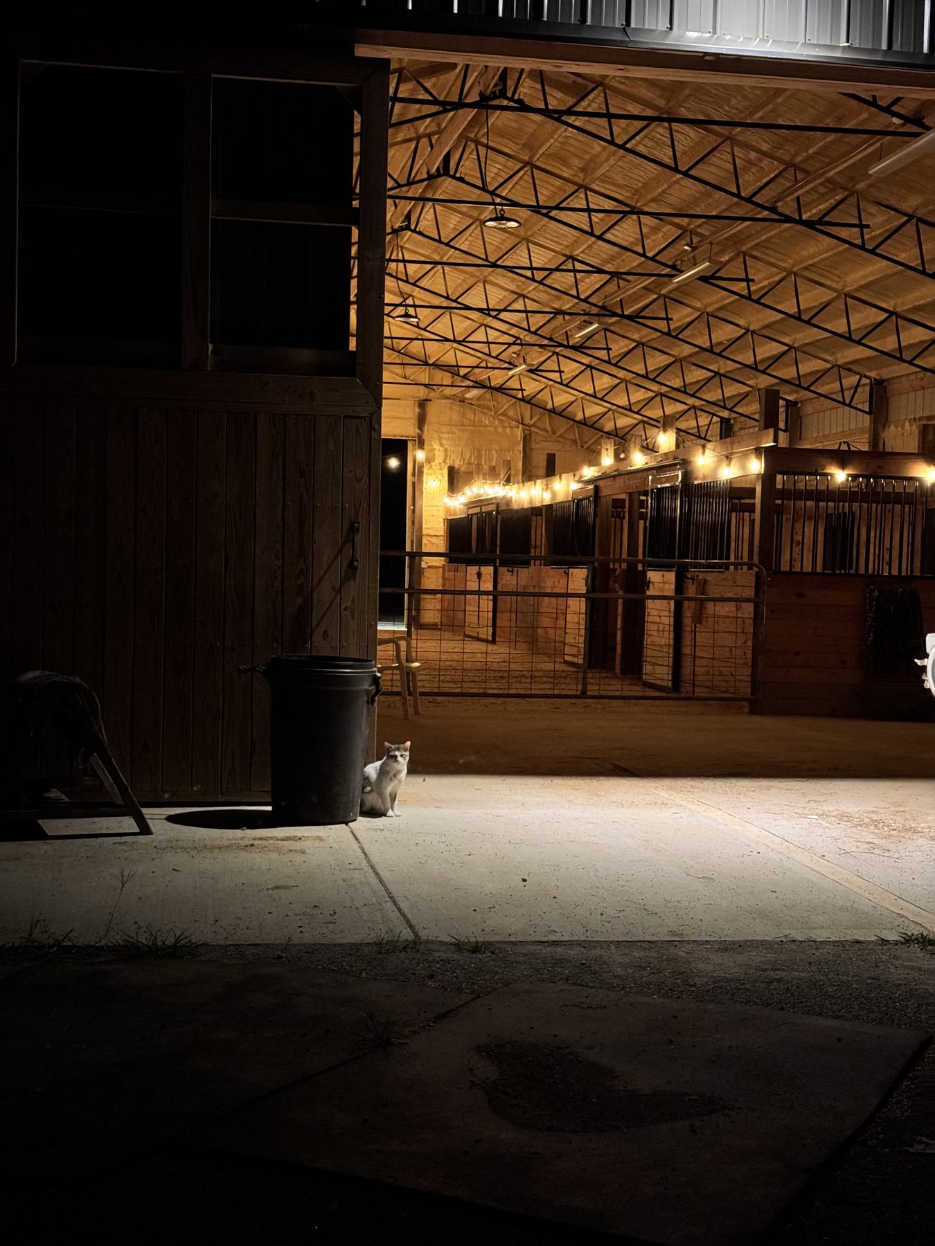The barn aisle lit at night, with the barn cat keeping watch