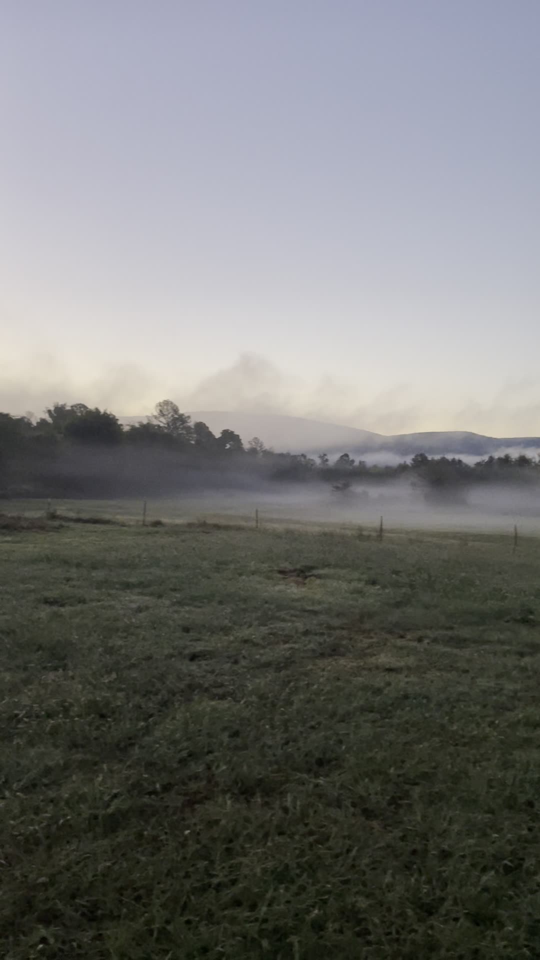 Morning fog rolling along the treeline at the base of the mountain