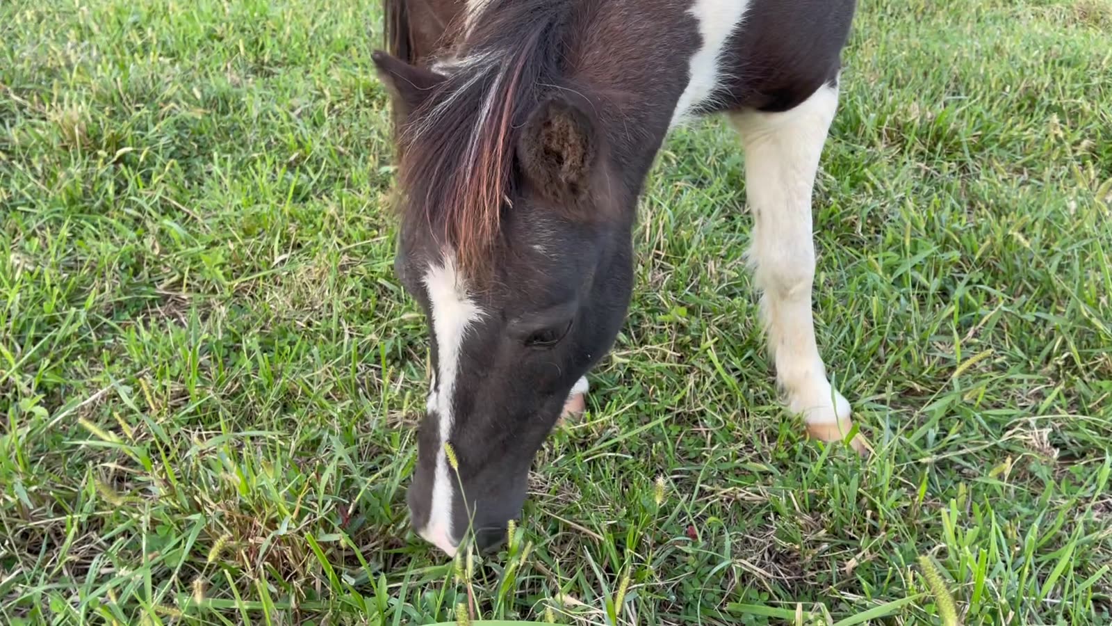 Close moment with a horse grazing in the long grass