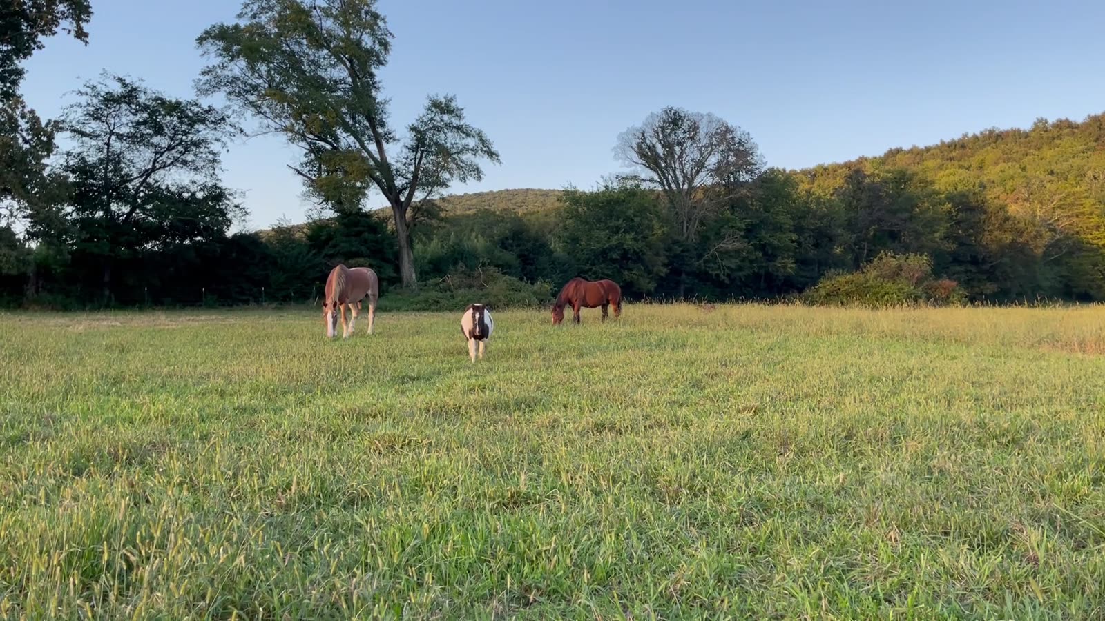 The herd grazing at golden hour with the mountain ridge behind