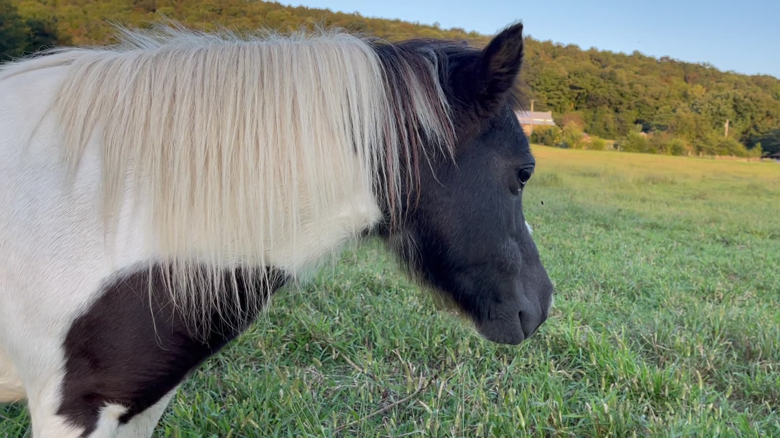 A horse at golden hour, soft eyes, close up