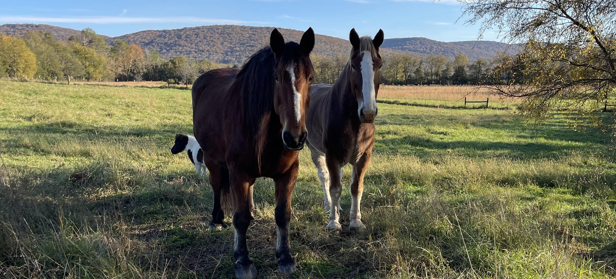 Two of the herd standing in the autumn pasture with the mountain ridge behind them