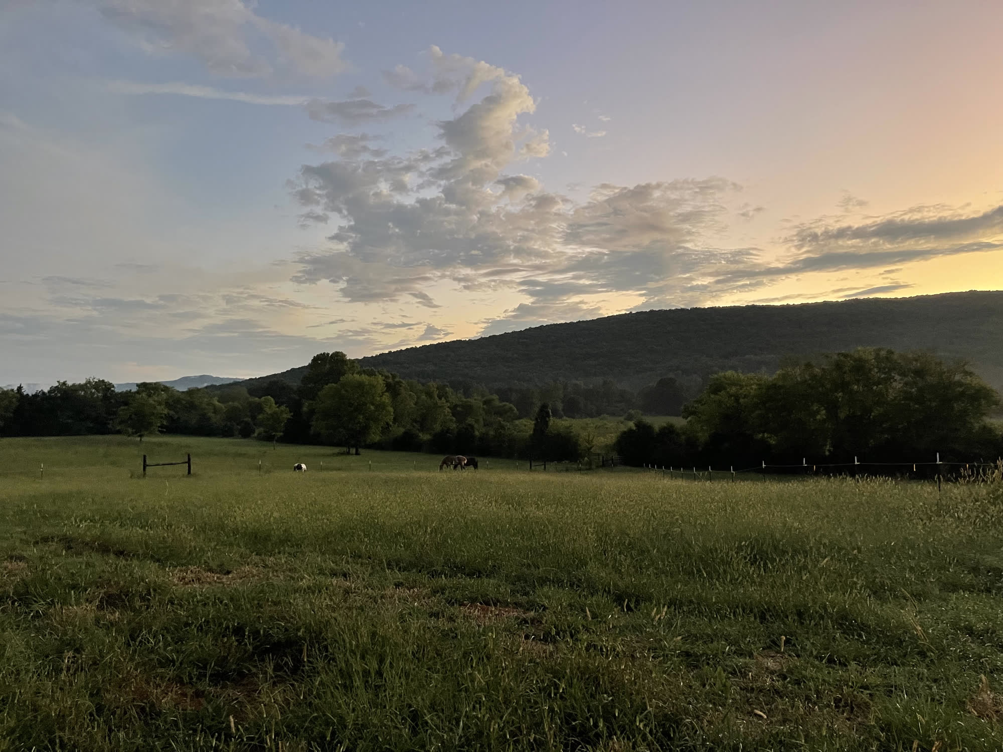 Wide pasture at sunset with the herd grazing in the distance and the mountain ridge soft behind