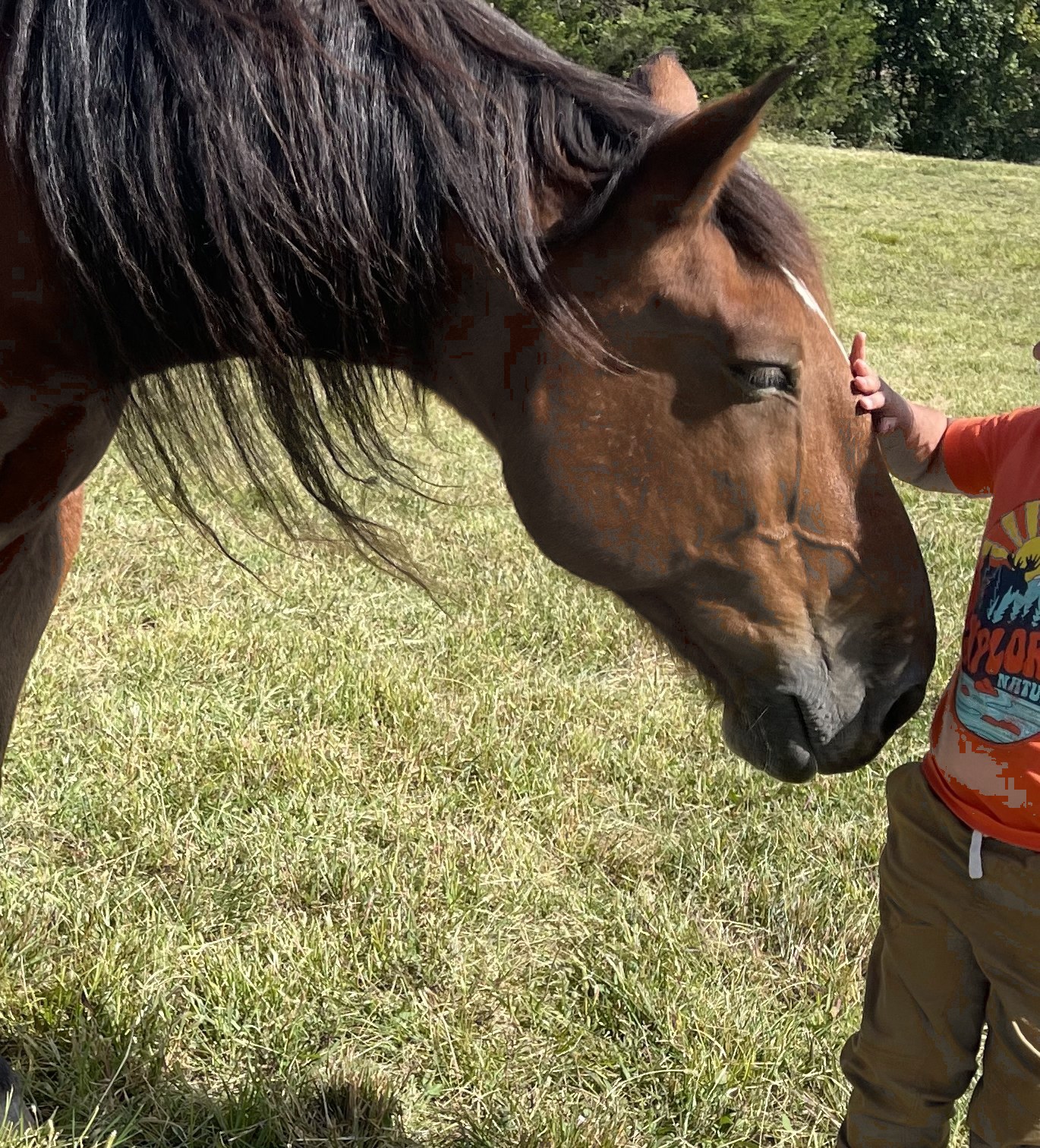 A horse lowering its head to meet a small hand at its cheek